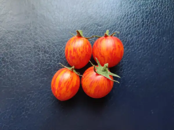 Tomaten: Sunrise Bumblebee