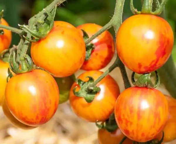 Tomaten: Sunrise Bumblebee