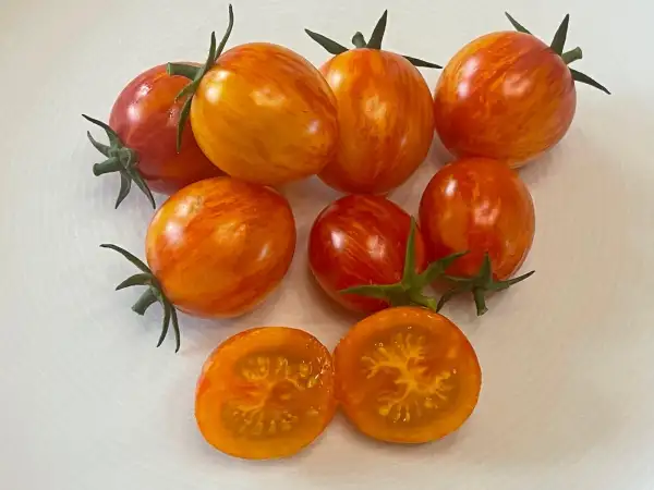 Tomaten: Sunrise Bumblebee
