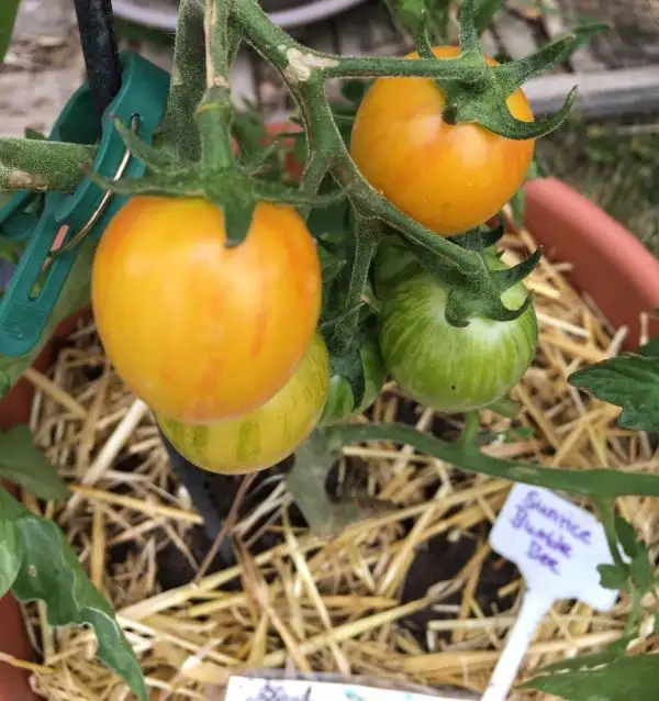 Tomaten: Sunrise Bumblebee