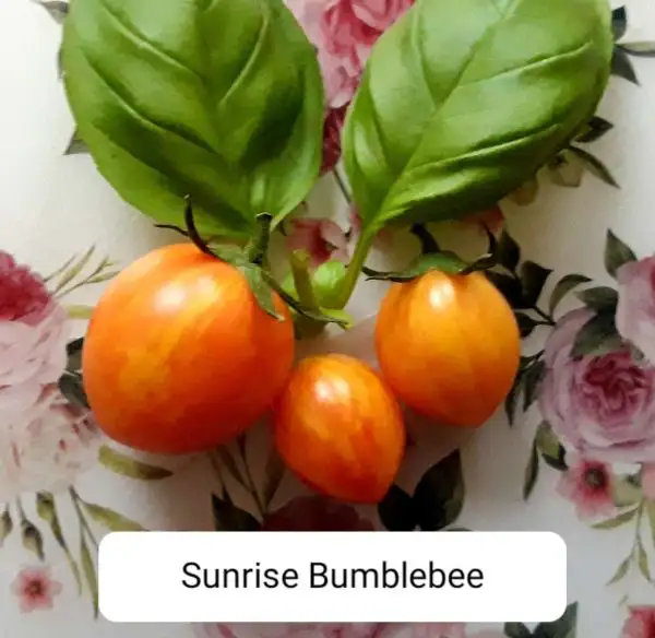 Tomaten: Sunrise Bumblebee