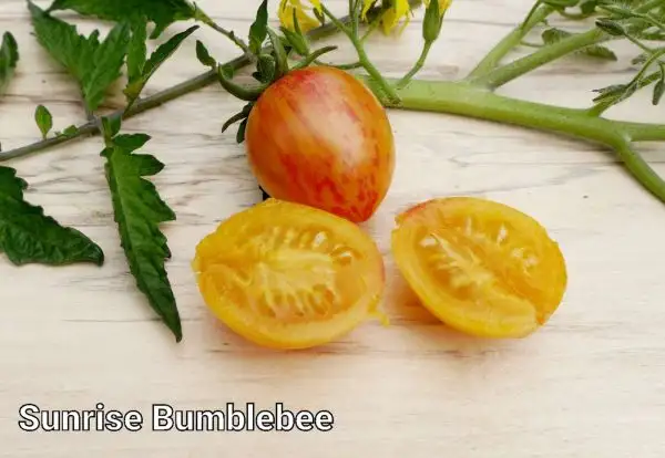 Tomaten: Sunrise Bumblebee