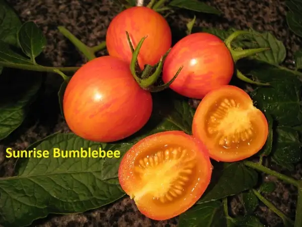 Tomaten: Sunrise Bumblebee