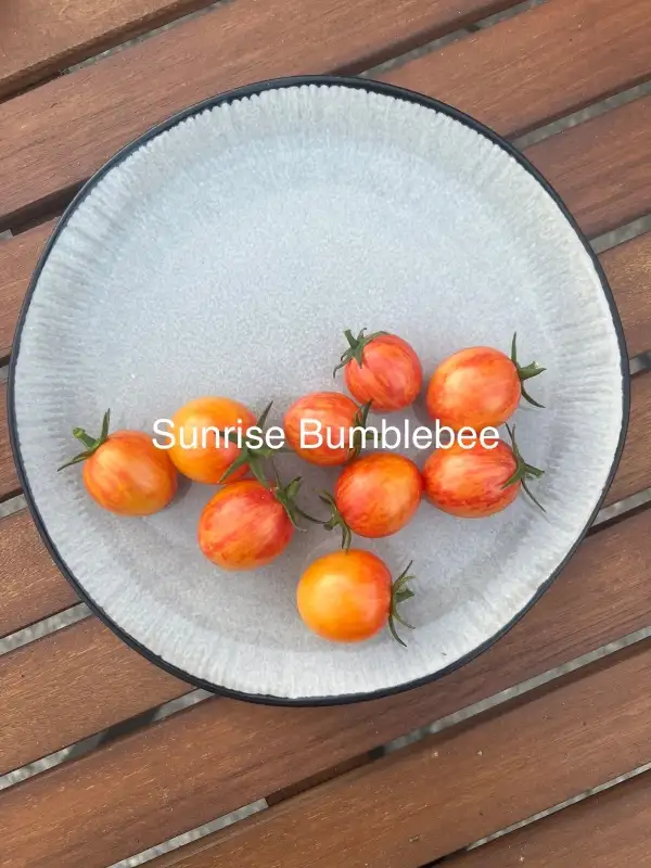 Tomaten: Sunrise Bumblebee