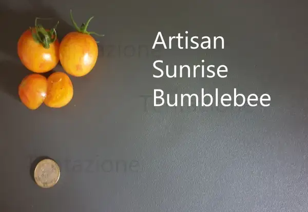 Tomaten: Sunrise Bumblebee