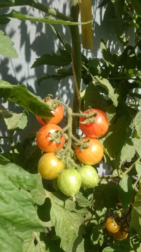 Tomaten: Sunrise Bumblebee