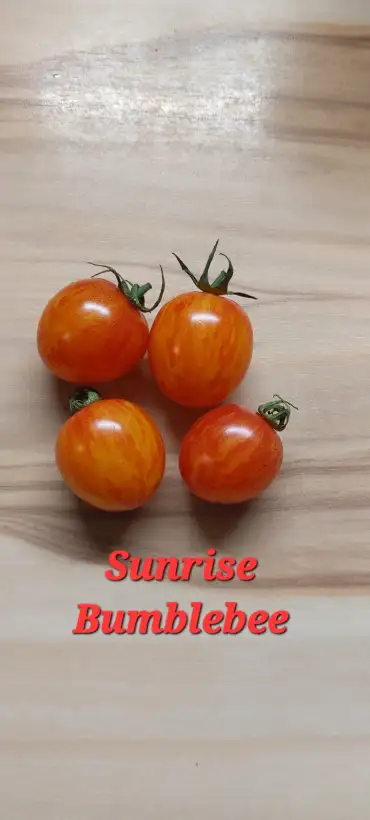 Tomaten: Sunrise Bumblebee