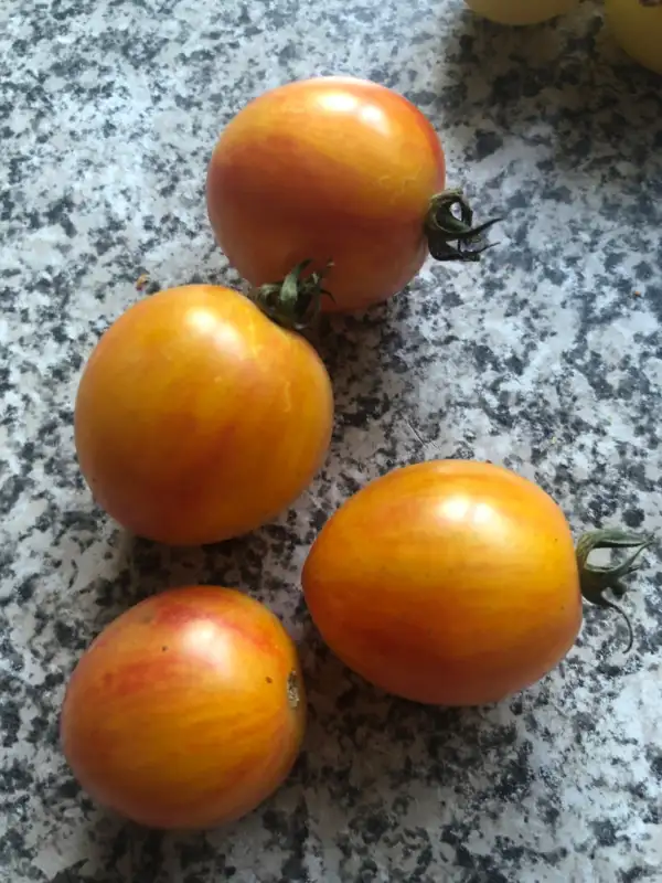 Tomaten: Sunrise Bumblee Bee