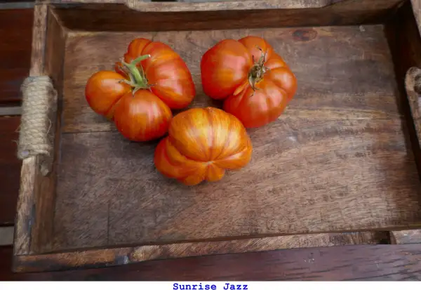 Tomaten: Sunrise Jazz