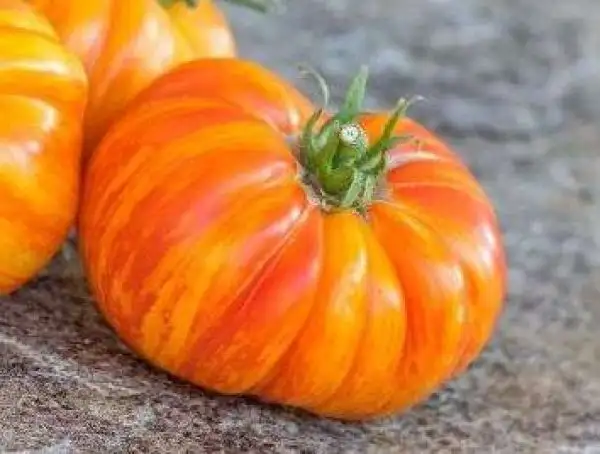 Tomaten: Sunrise Jazz