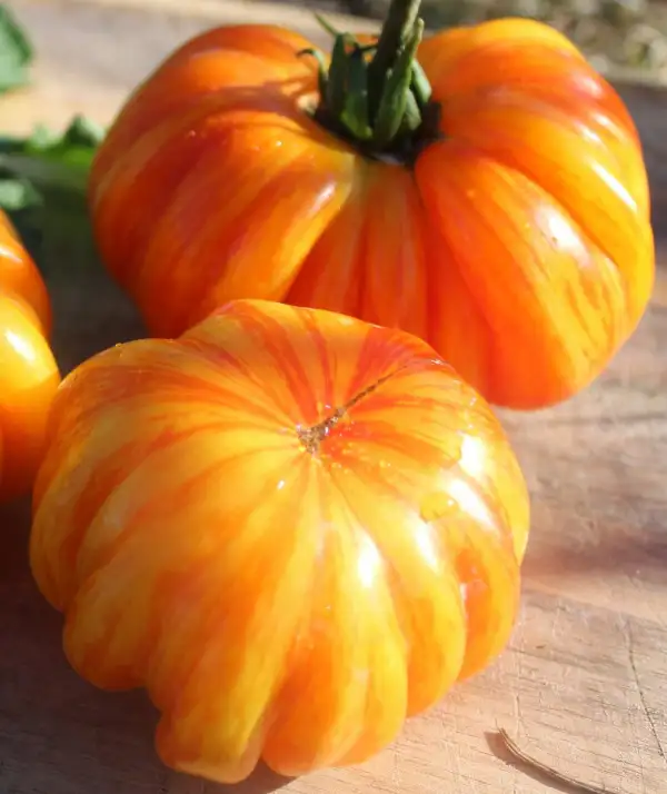 Tomaten: Sunrise Jazz