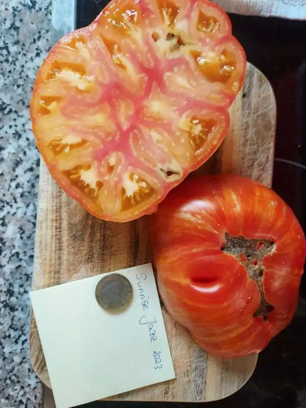 Tomaten: Sunrise Jazz