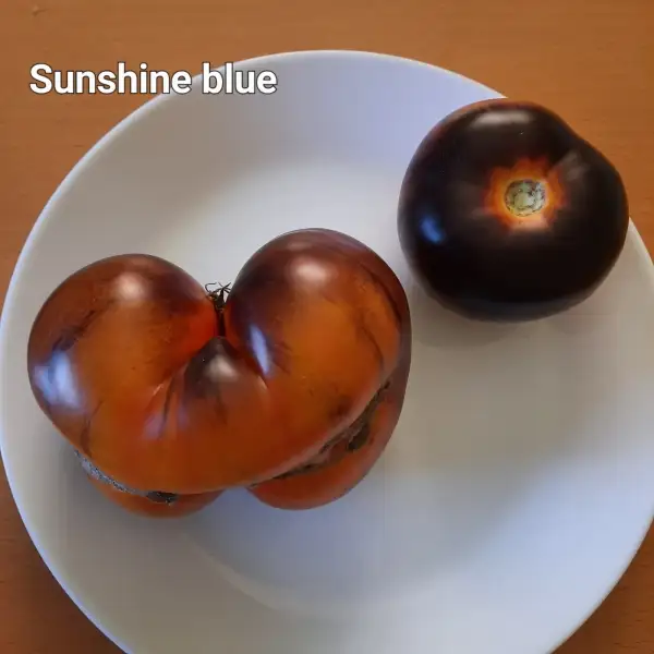 Tomaten: Sunshine Blue