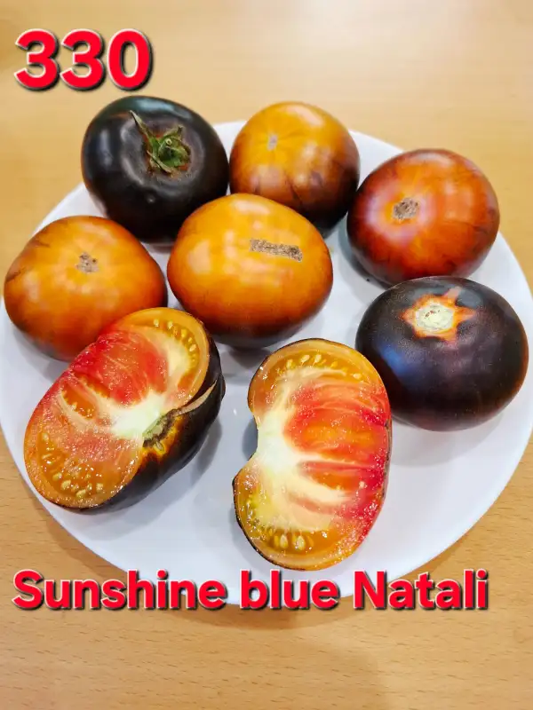 Tomaten: Sunshine blue Natali