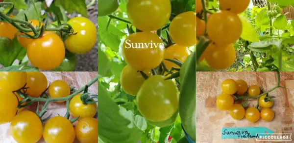 Tomaten: Sunviva - Freilandgeeignet/robust