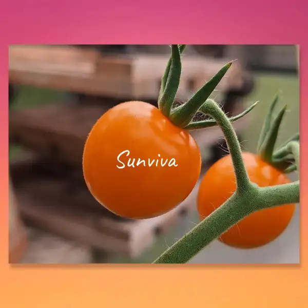 Tomaten: Sunviva