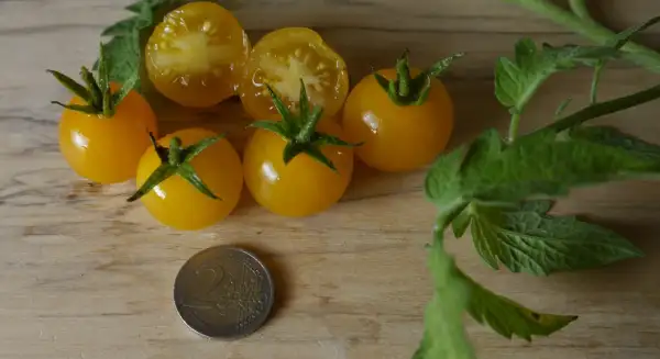 Tomaten: Sunviva