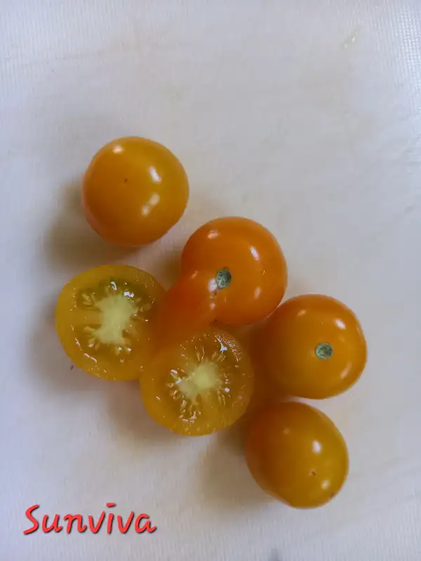 Tomaten: Sunviva