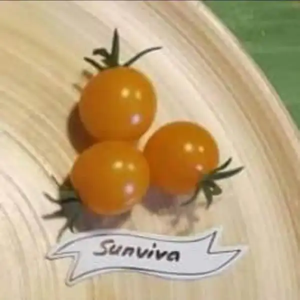 Tomaten: Sunviva