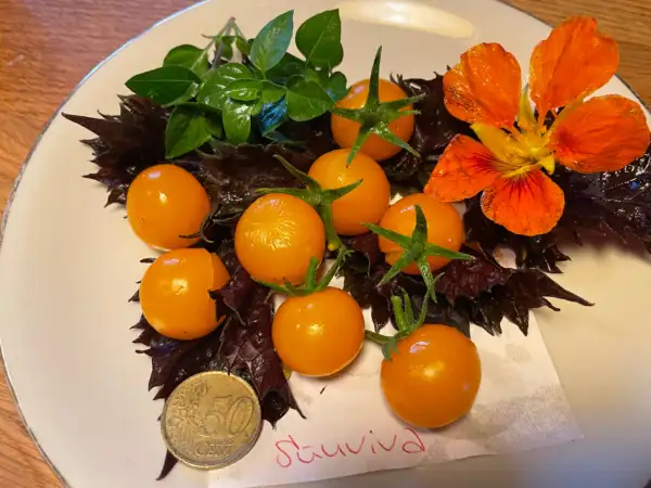 Tomaten: Sunviva 2024 uv