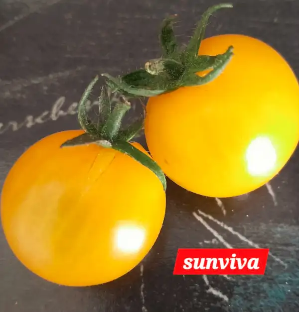 Tomaten: Sunviva