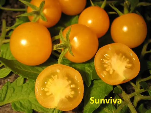 Tomaten: Sunviva