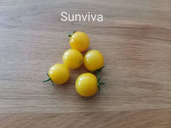 Tomaten: Sunviva