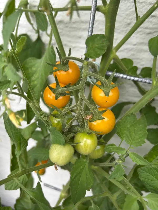 Tomaten: Sunviva