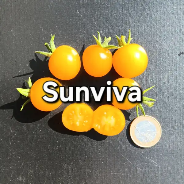 Tomaten: Sunviva