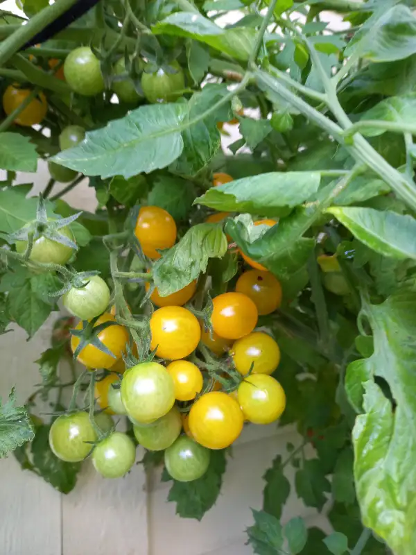 Tomaten: Sunviva