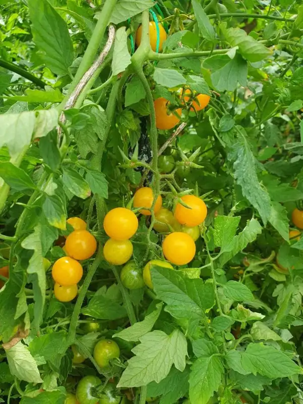 Tomaten: Sunviva