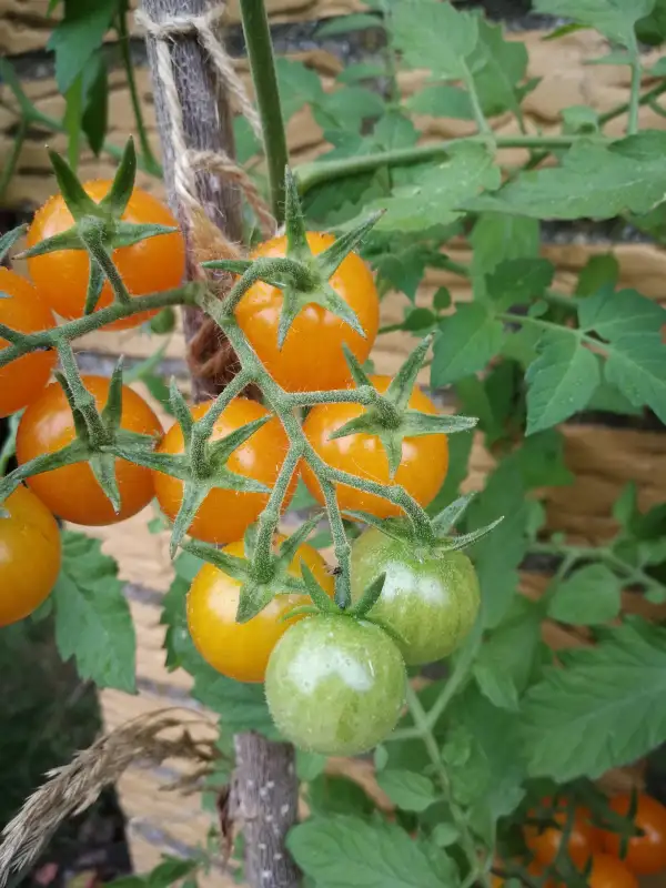 Tomaten: Sunviva