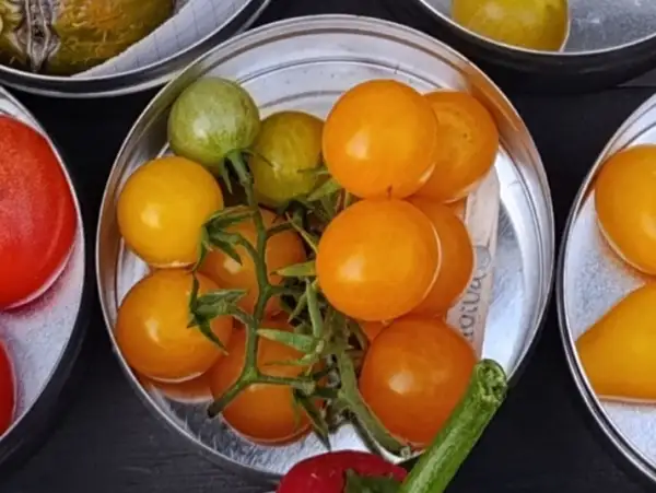 Tomaten: Sunviva