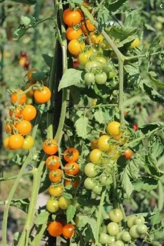 Tomaten: Sunviva