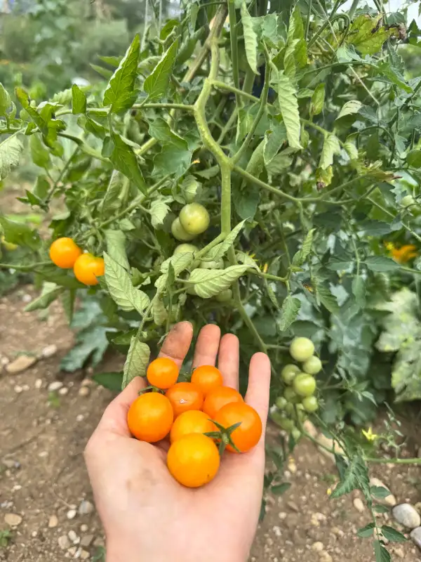 Tomaten: Sunviva