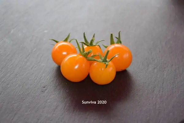 Tomaten: Sunviva