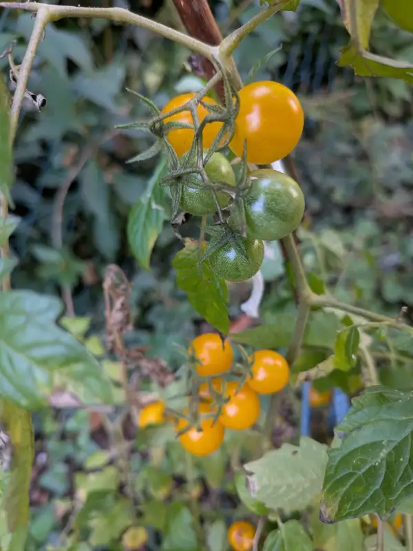 Tomaten: Sunviva