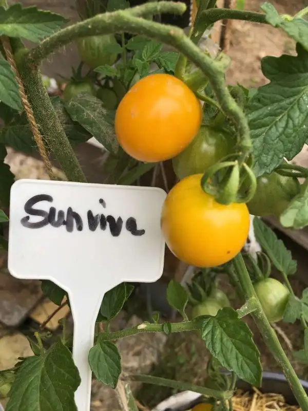 Tomaten: Sunviva