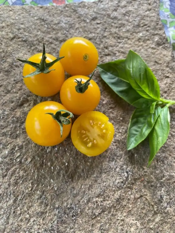 Tomaten: Sunviva