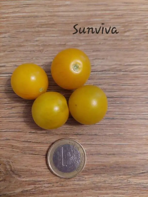 Tomaten: Sunviva