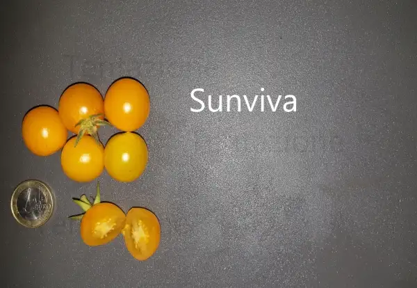 Tomaten: Sunviva