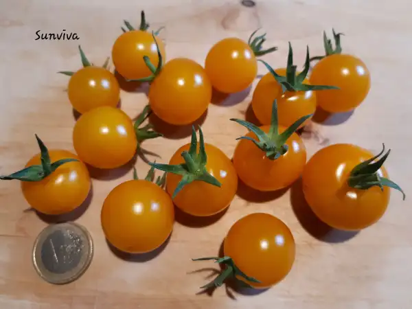 Tomaten: Sunviva