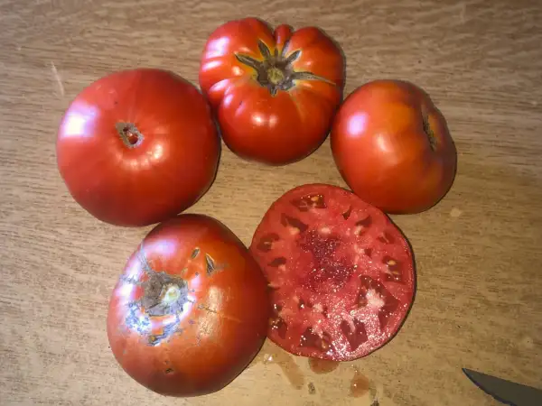Tomaten: Super Colosse (red)