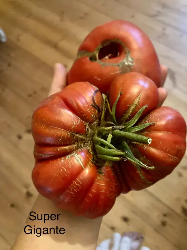 Tomaten: Super Gigante