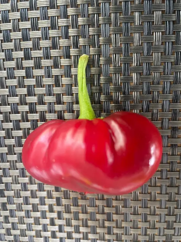 Chili / Paprika: Super Large Cherry