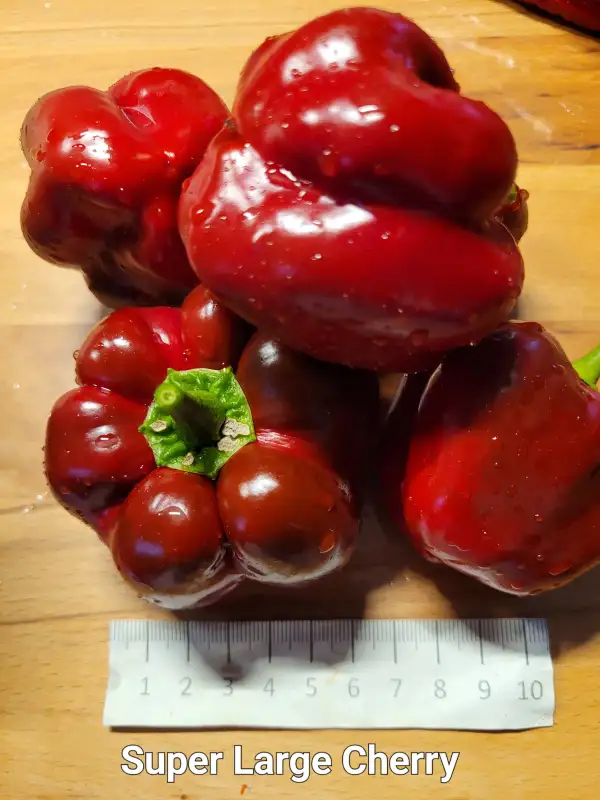 Chili / Paprika: Super Large Cherry	Schärfe:	6-7	Höhe:	100cm