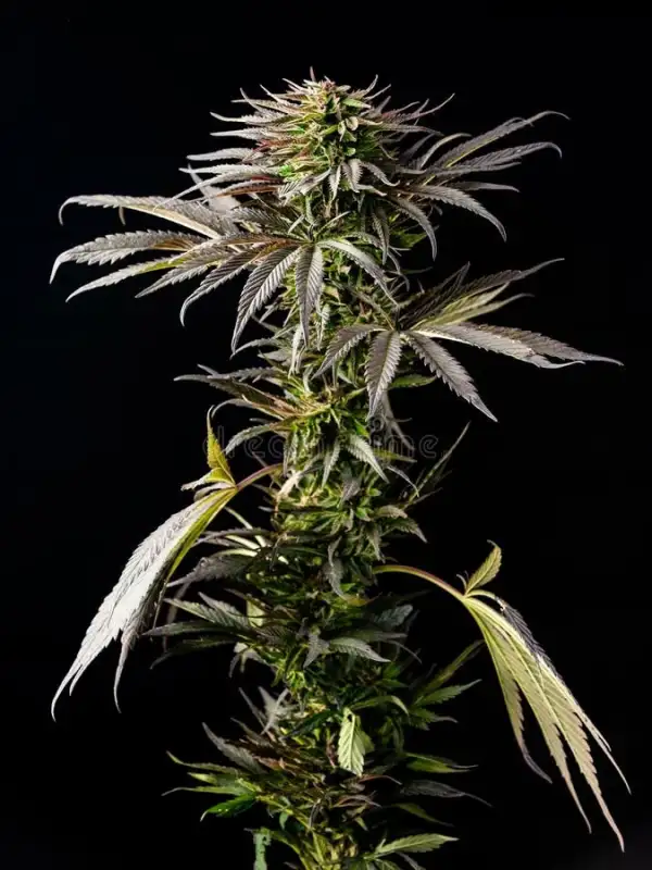 Cannabis: Super Lemon Haze