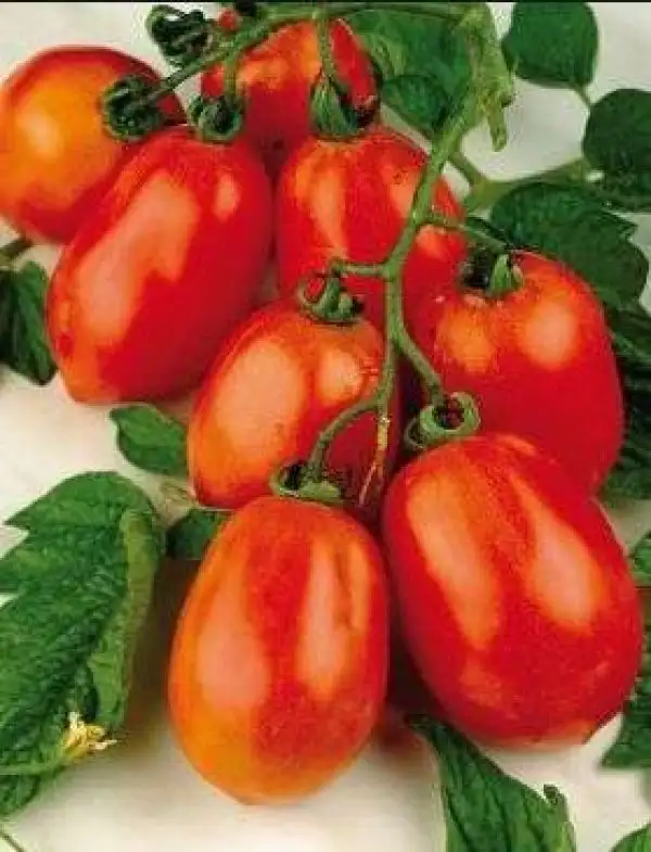 Tomaten: Super Roma