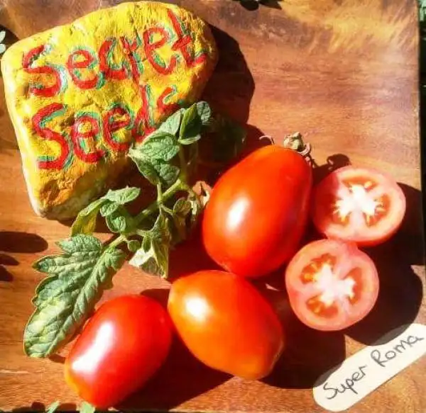 Tomaten: Super Roma