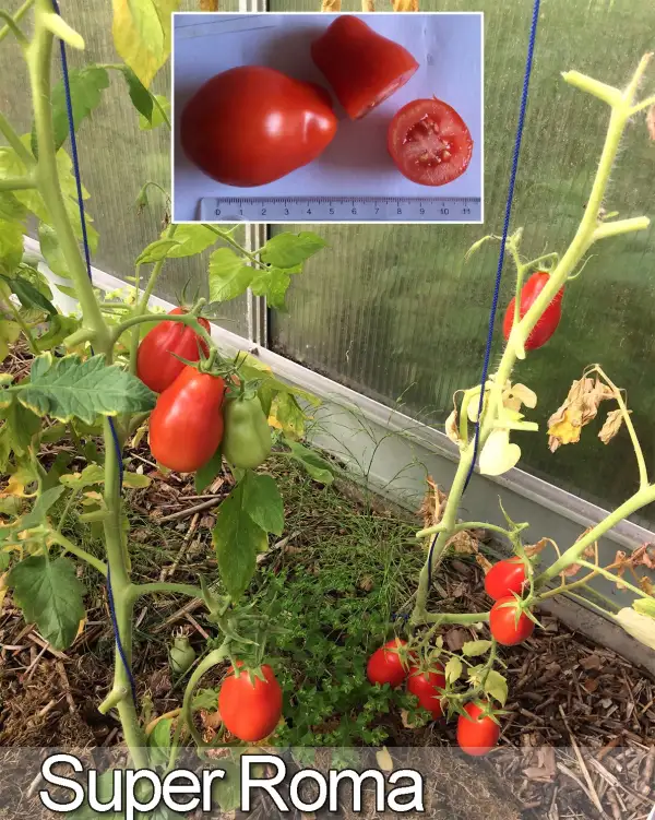 Tomaten: Super Roma VF